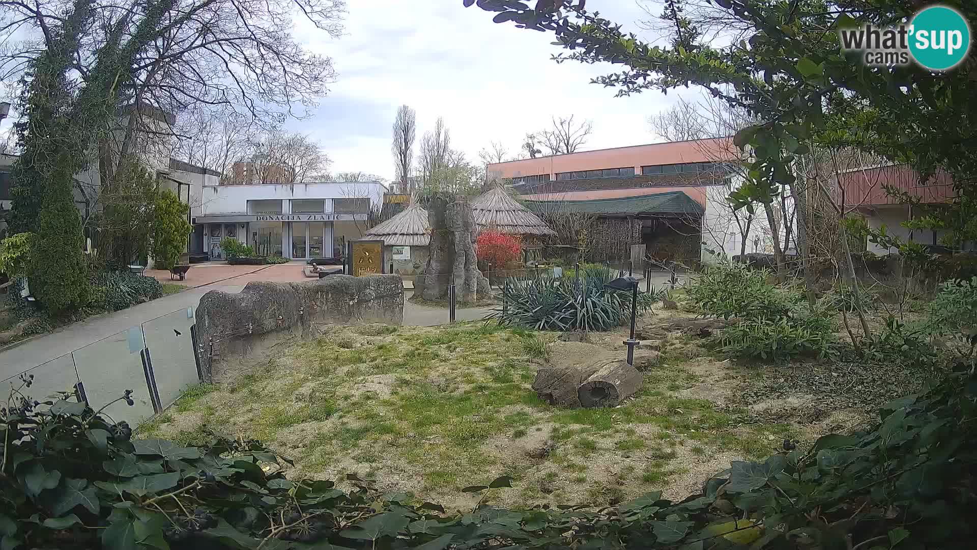 Zoo Zagreb – Suricata