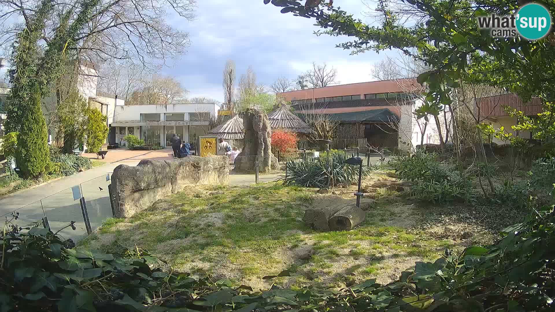 Zoo Zagreb – Suricata