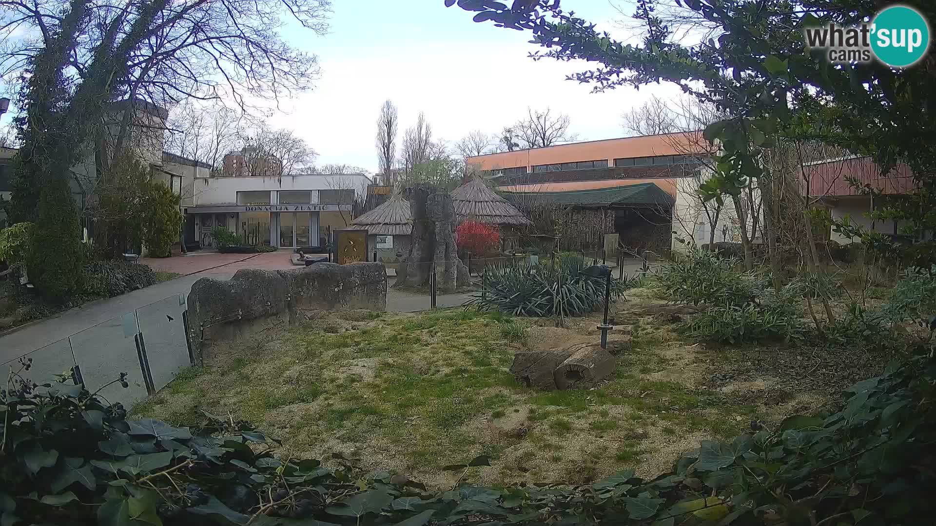 Zoo Zagreb – Merkat