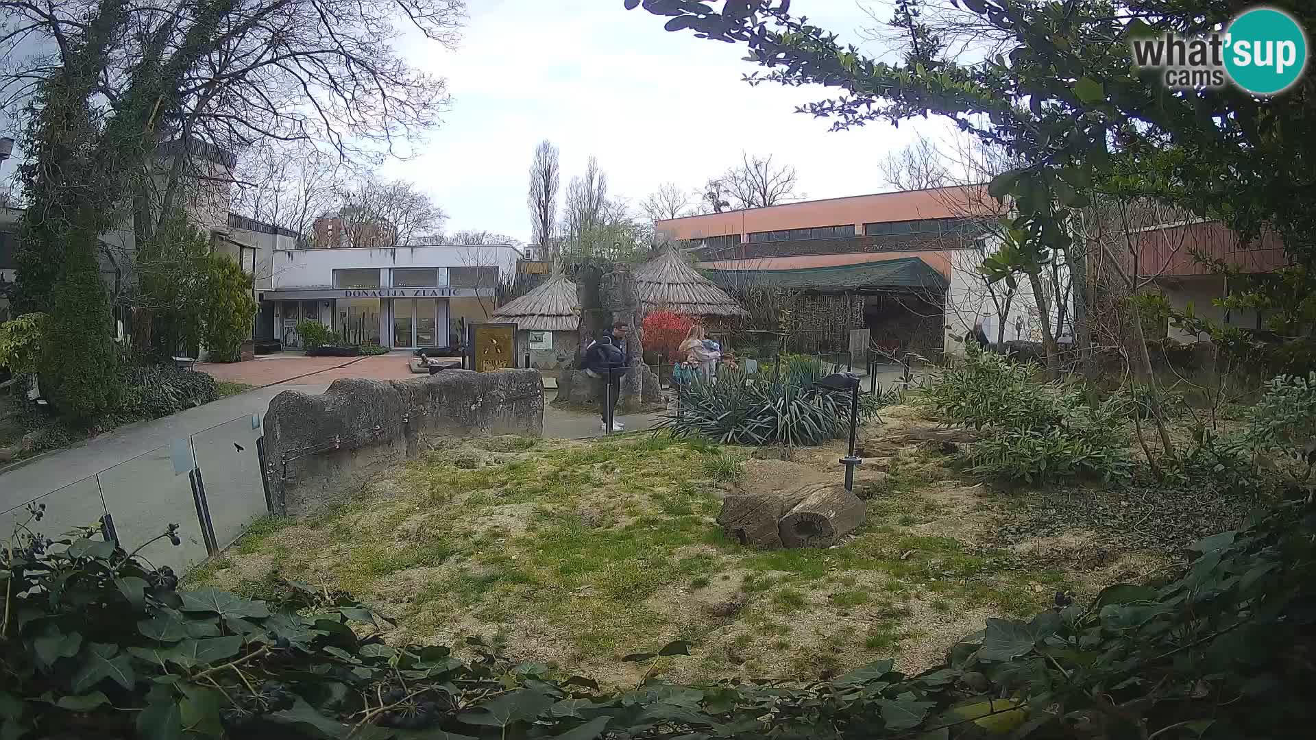 Zoo Zagreb – Suricata