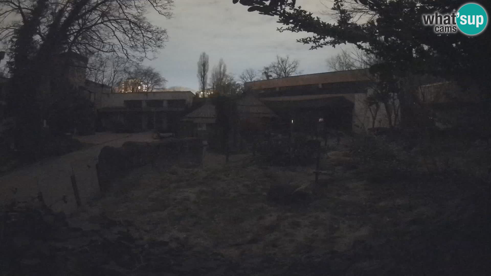 Zoo Zagreb – Surikate