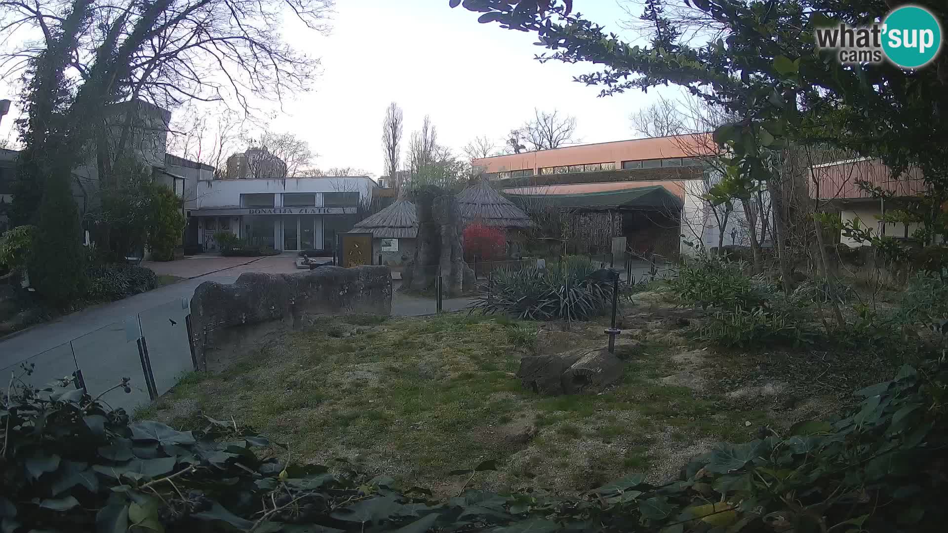 Zoo Zagreb – Suricata