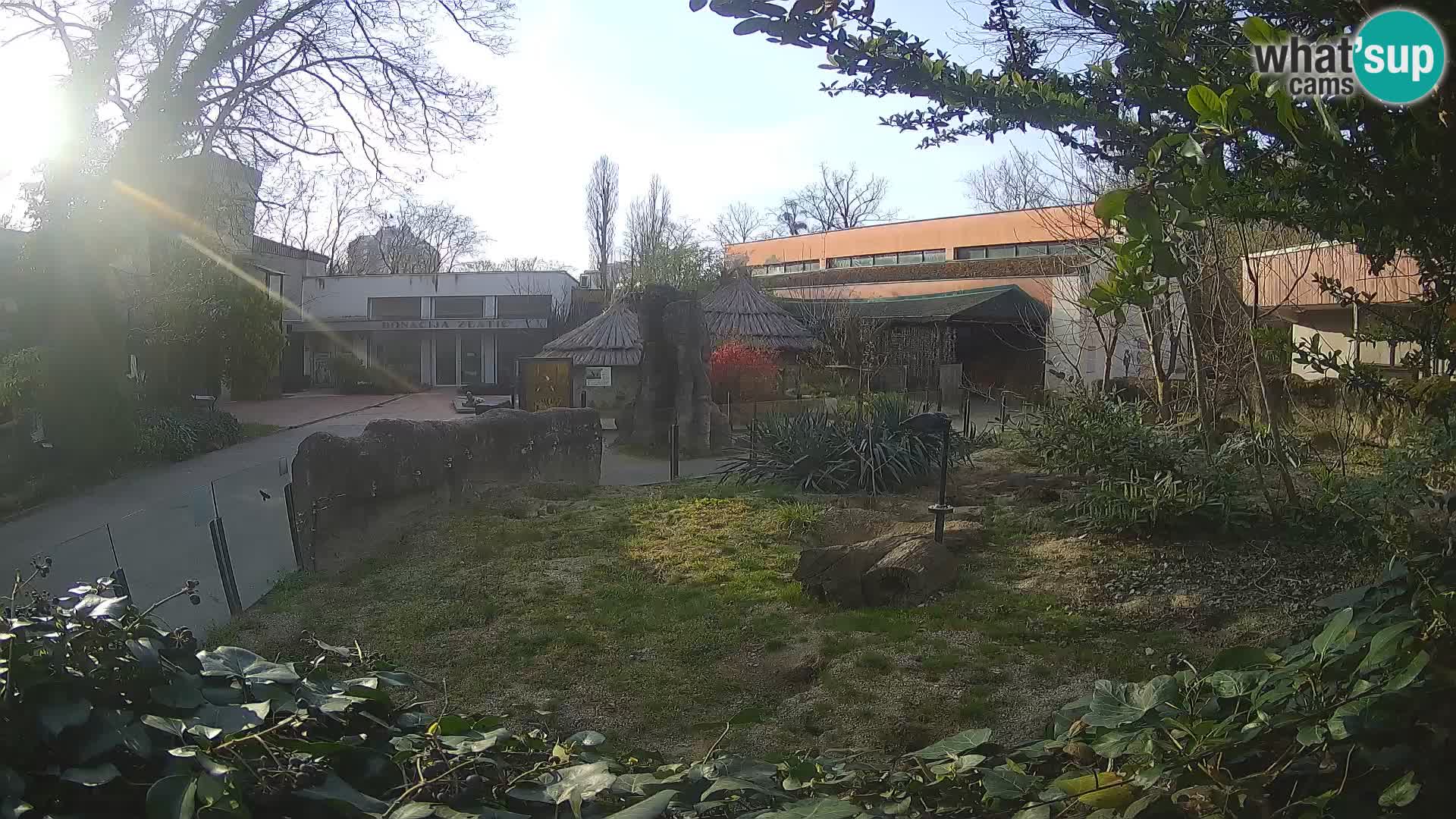 Zoo Zagreb – Erdmännchen