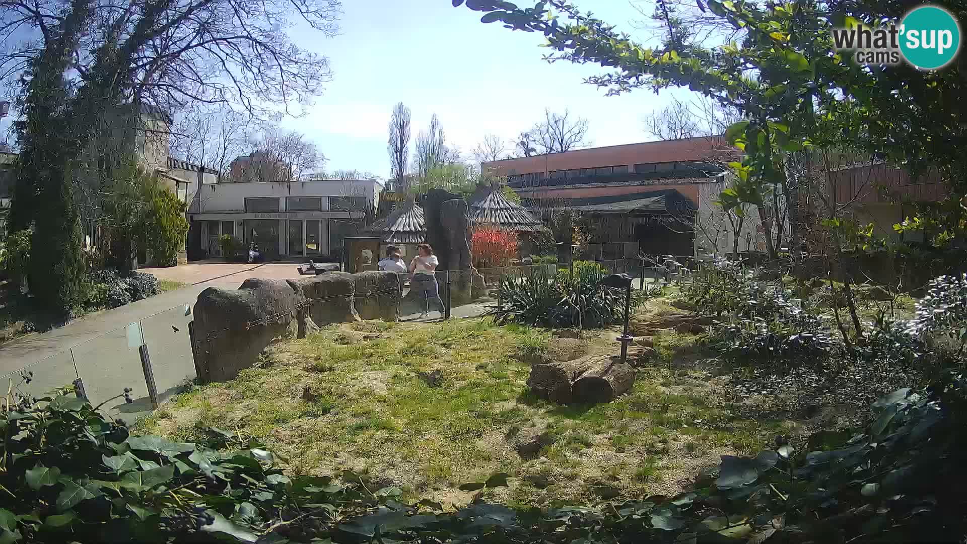 Zoo Zagreb – Suricata