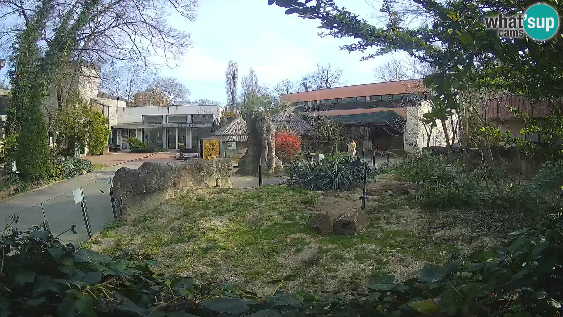 Zoo Zagreb – Suricata