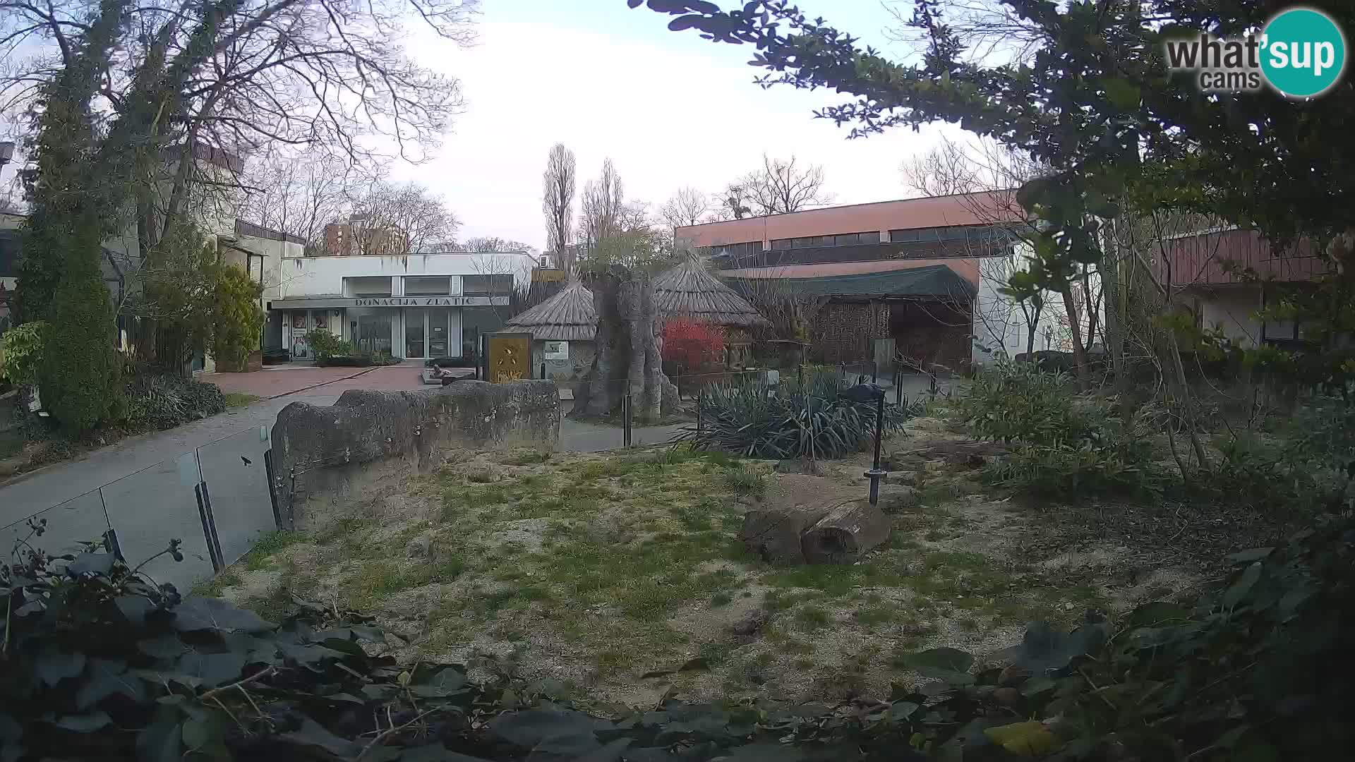 Zoo Zagreb – Suricate