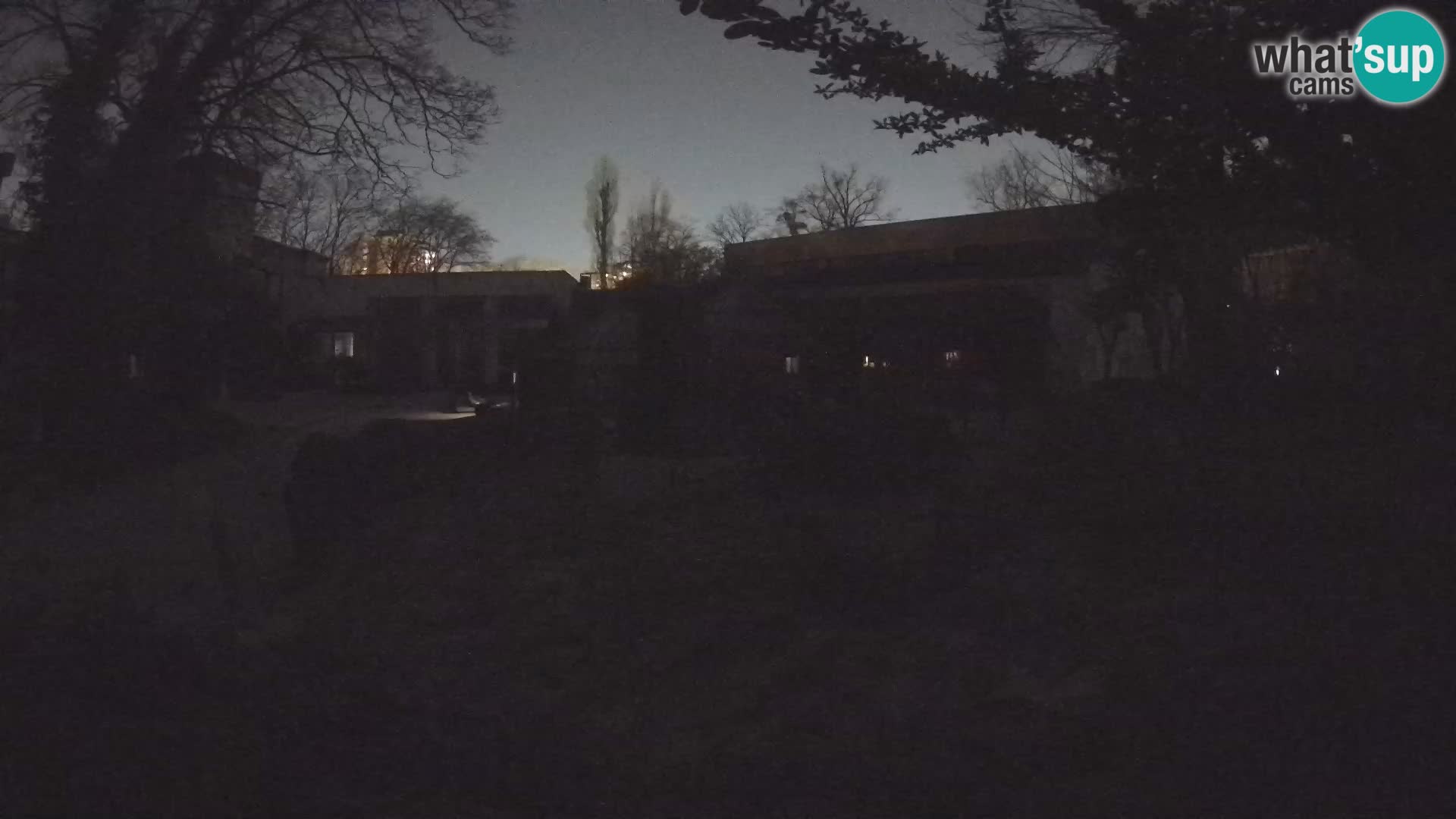 Zoo Zagreb – Suricate