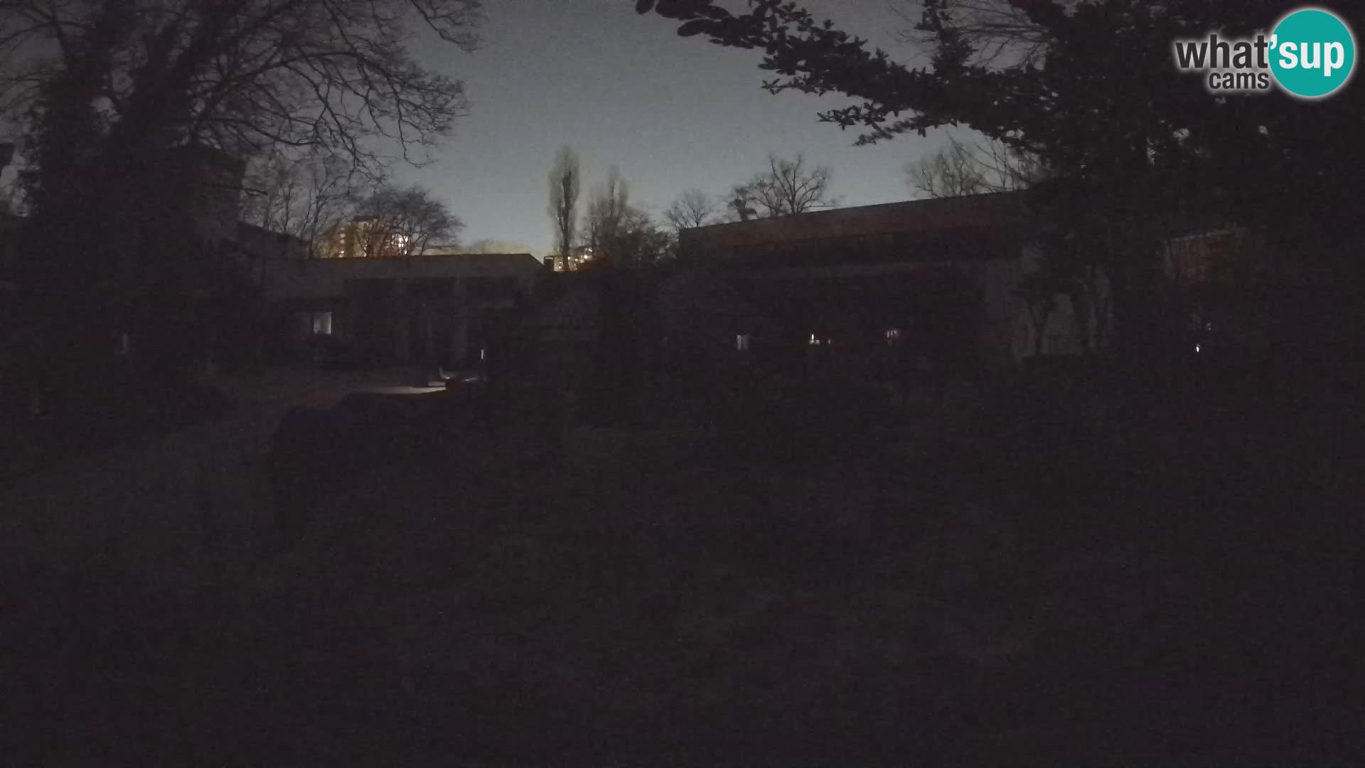 Zoo Zagreb – Suricata