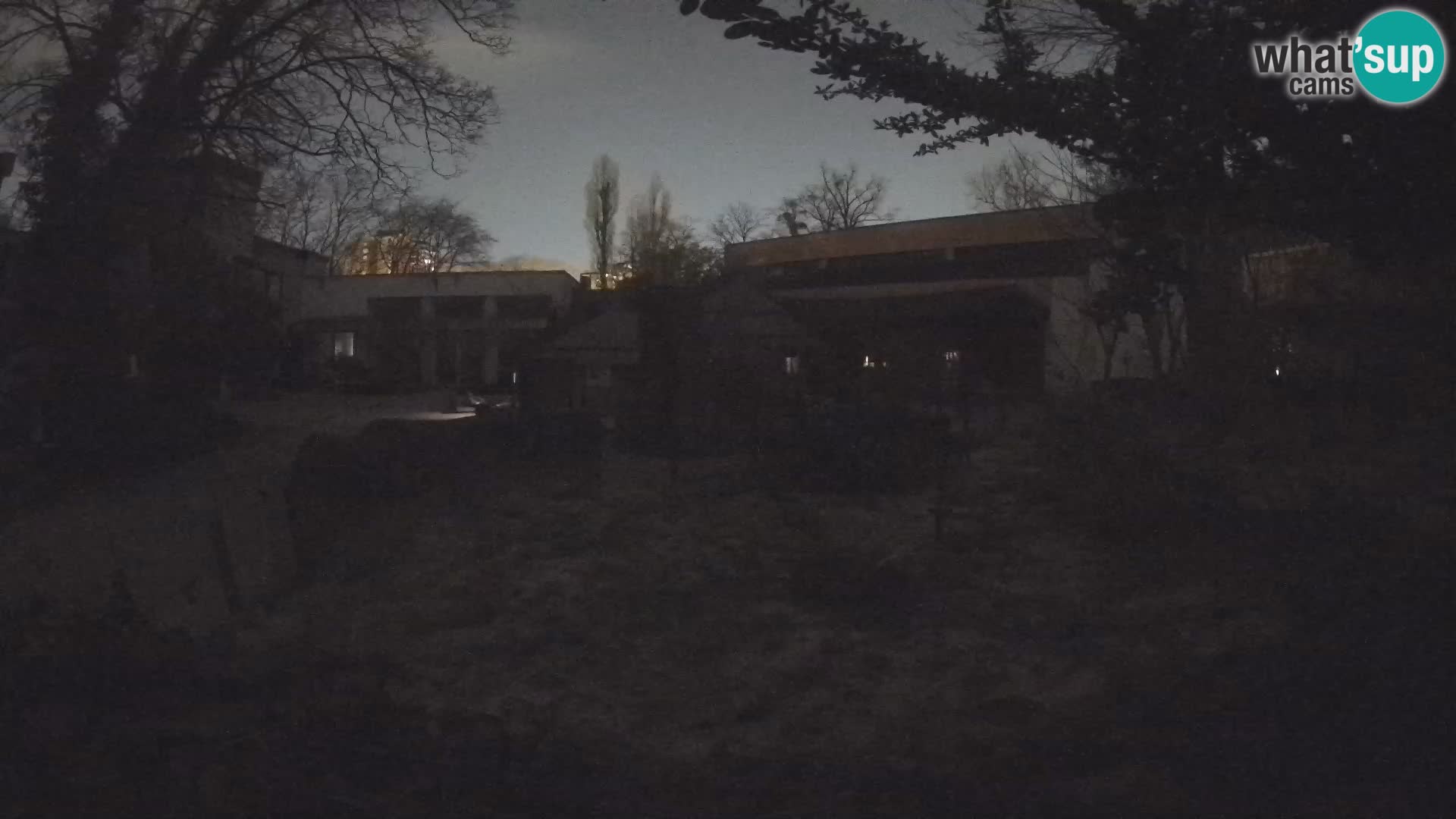 Zoo Zagreb – Surikate