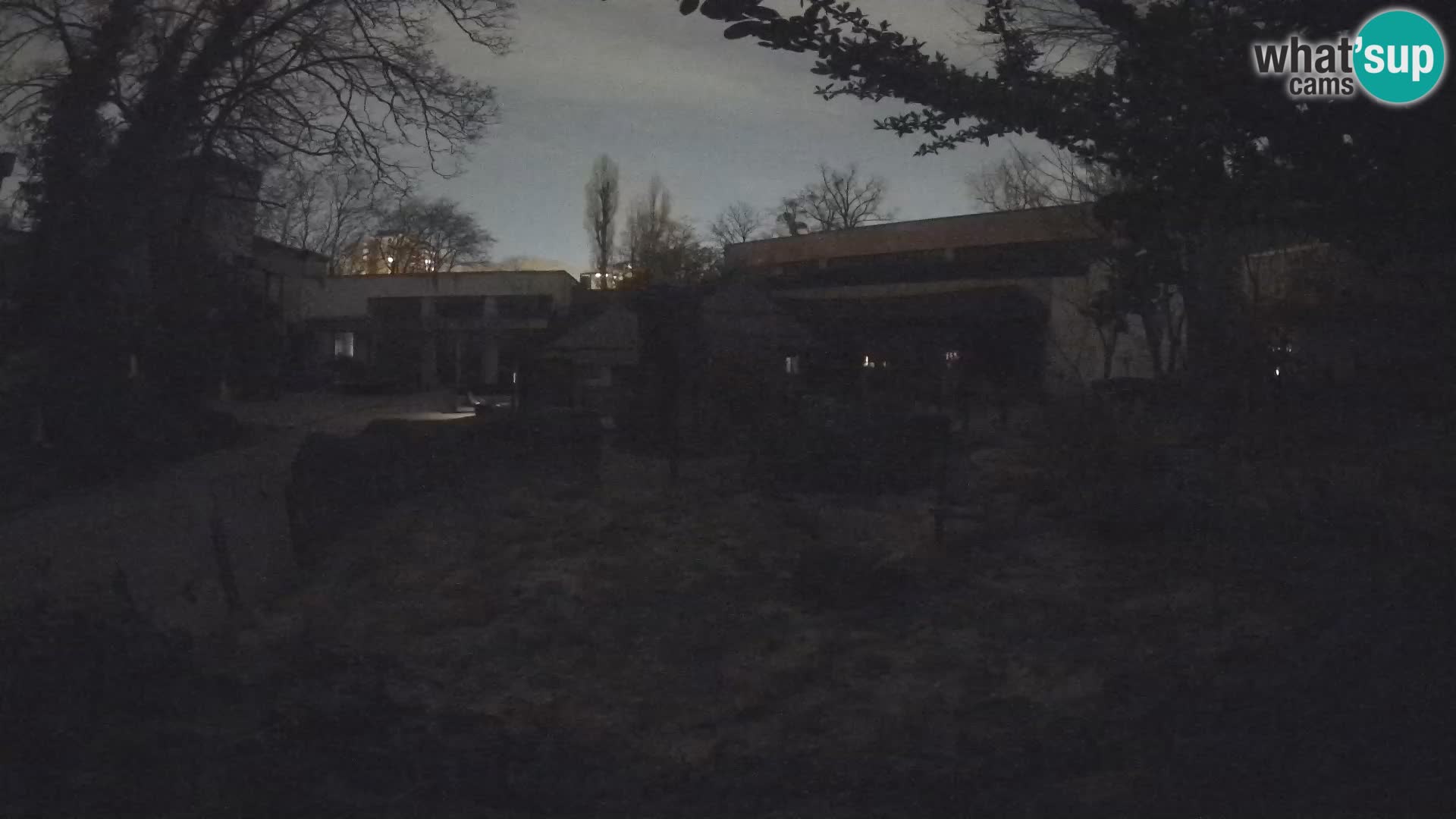 Zoo Zagreb – Merkat