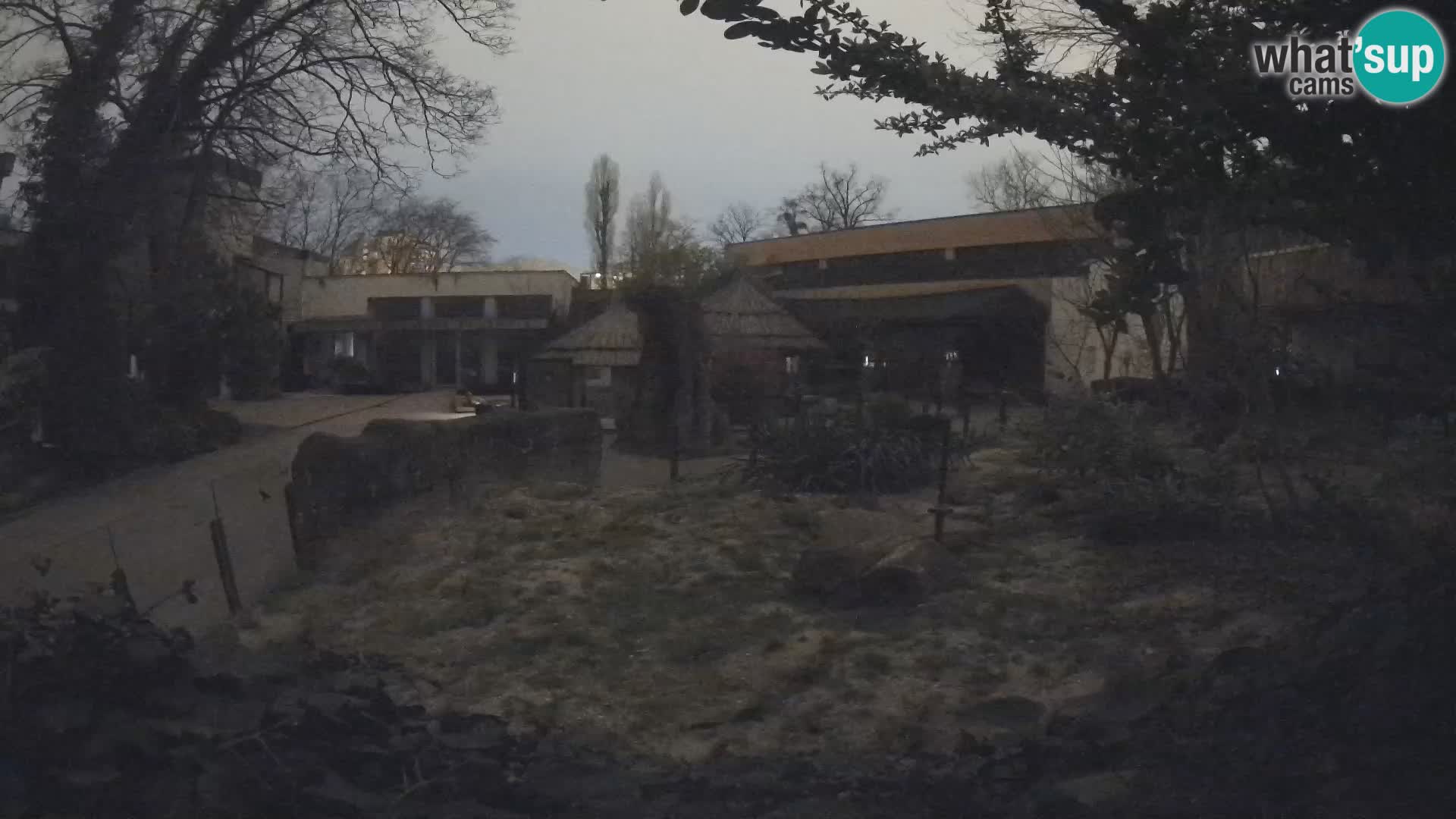 Zoo Zagreb – Suricata