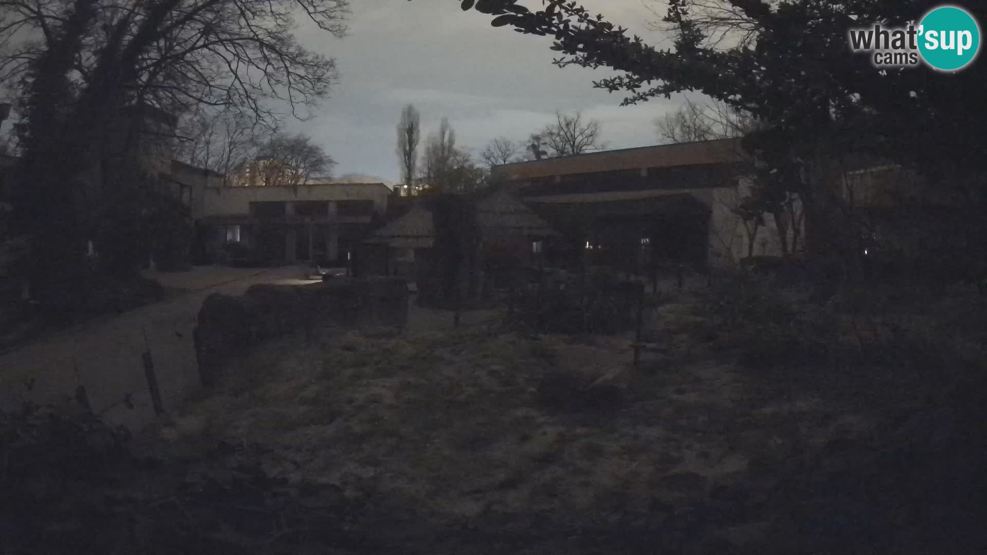 Zoo Zagreb – Merkat