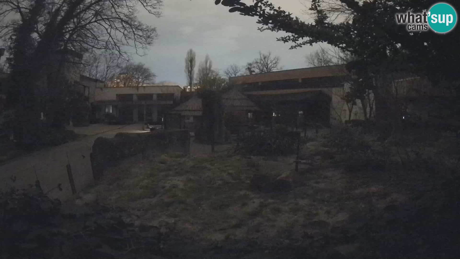 Zoo Zagreb – Merkat