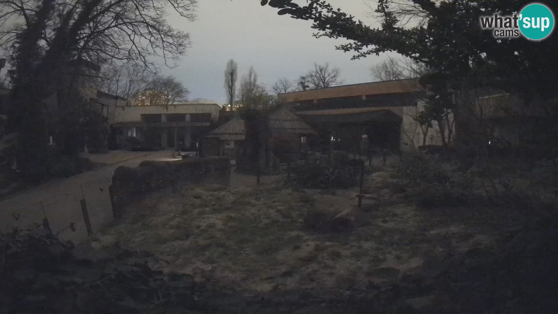 Zoo Zagreb – Merkat