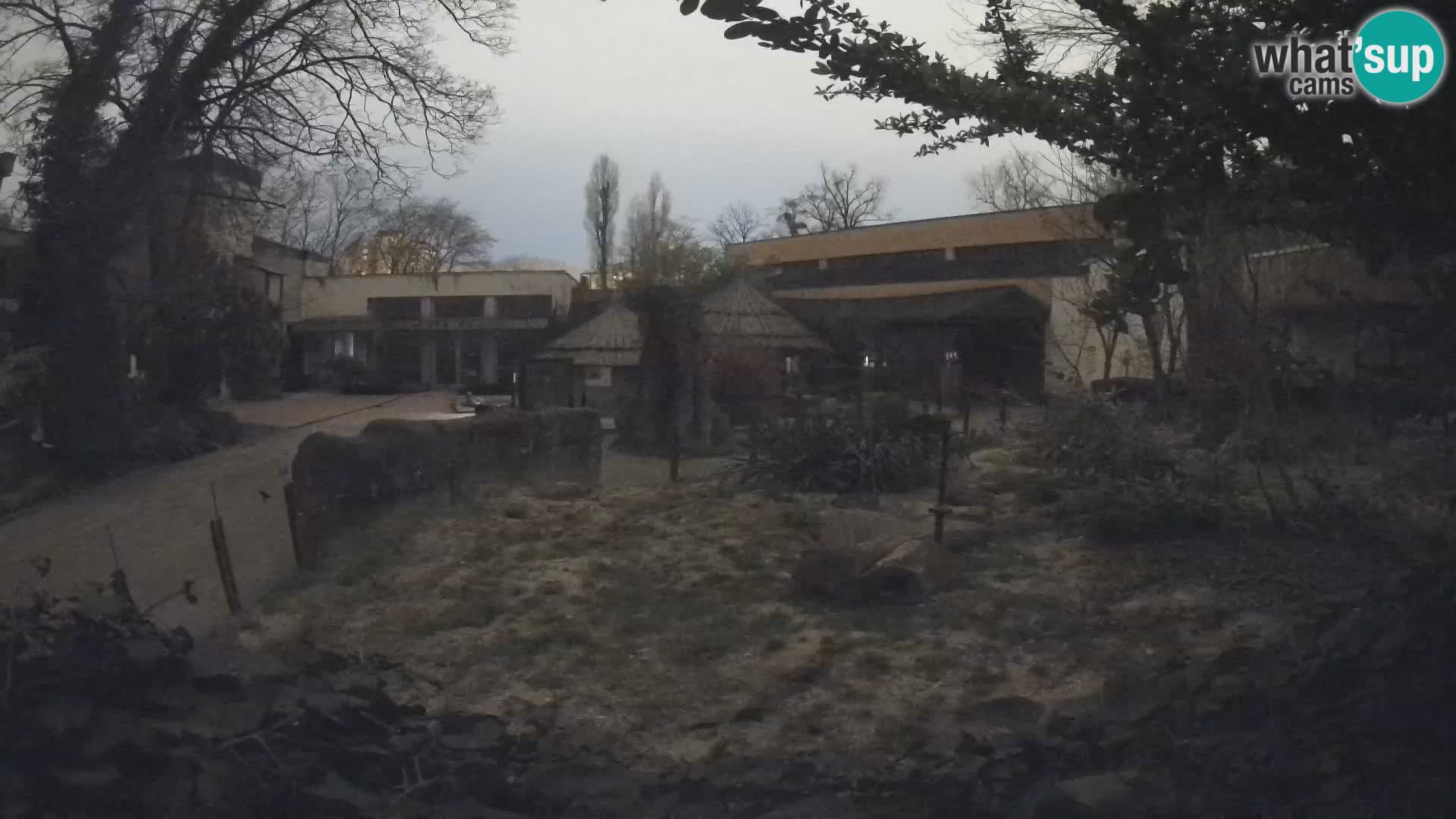 Zoo Zagreb – Suricata