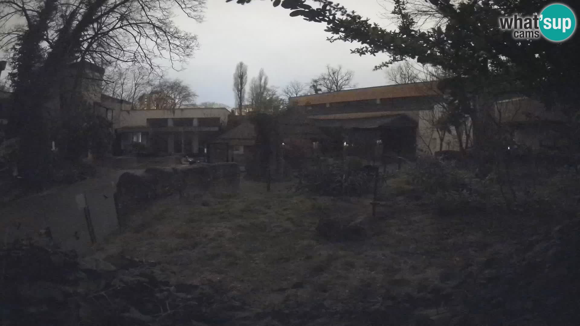 Zoo Zagreb – Suricata