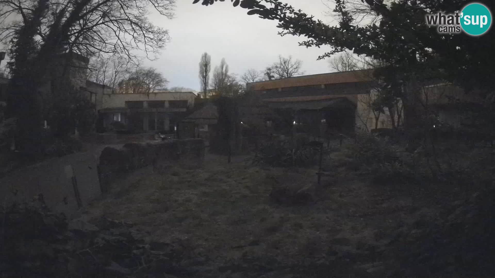 Zoo Zagreb – Merkat