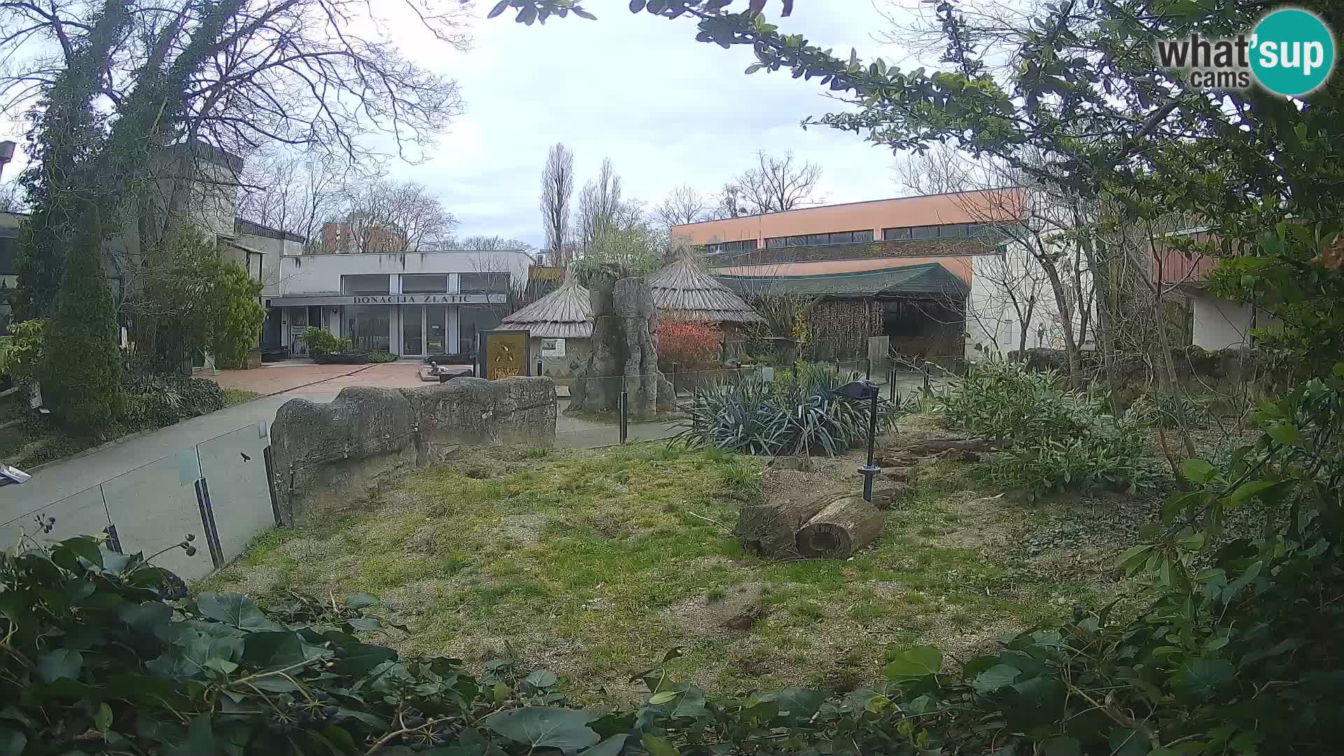 Zoo Zagreb – Suricata