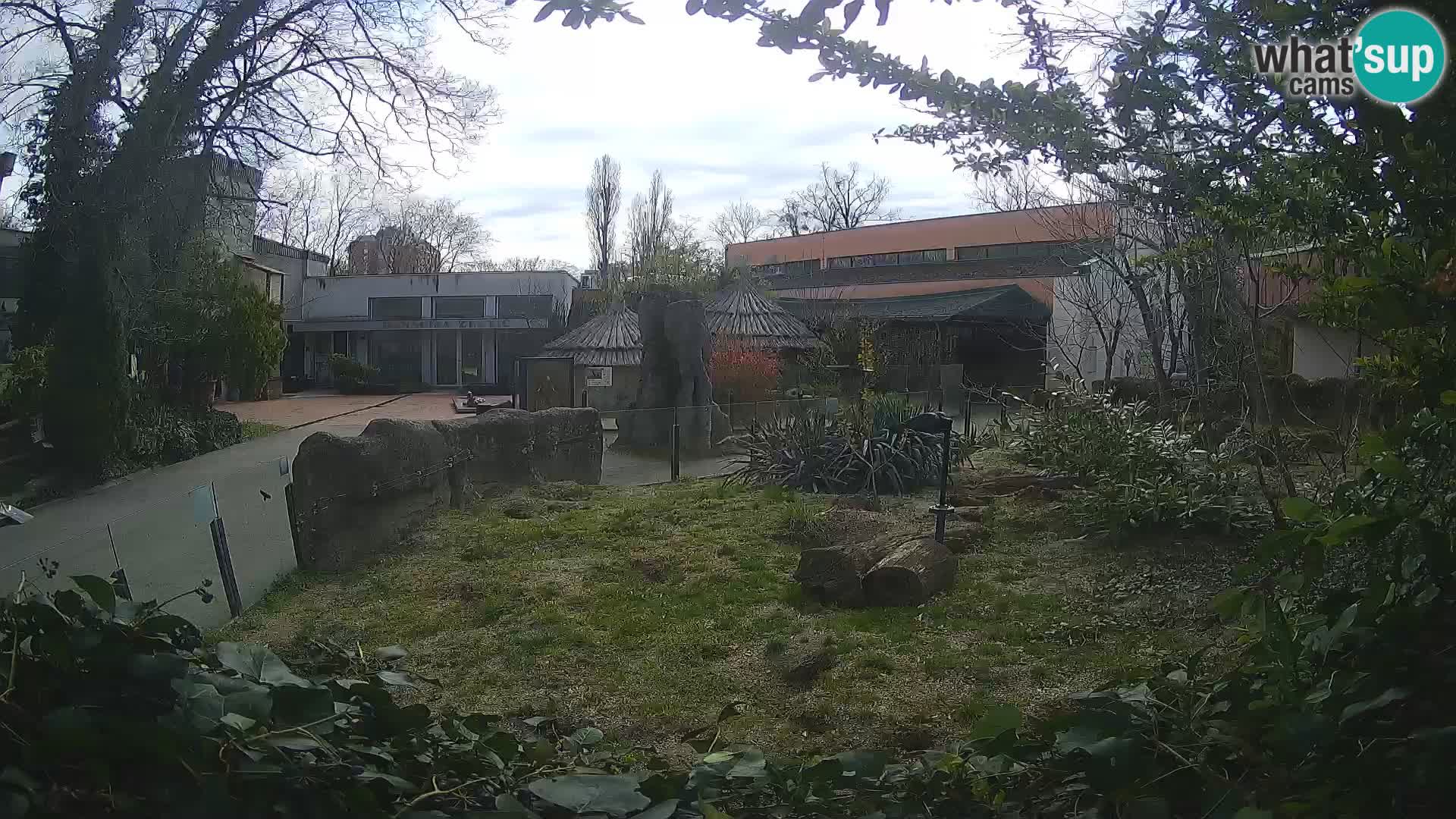 Zoo Zagreb – Merkat