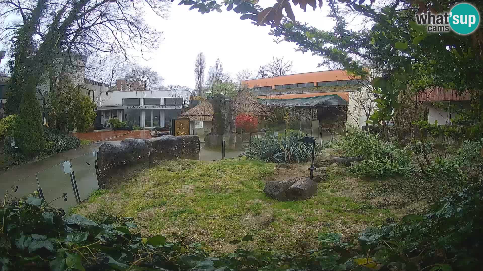 Zoo Zagreb – Suricata