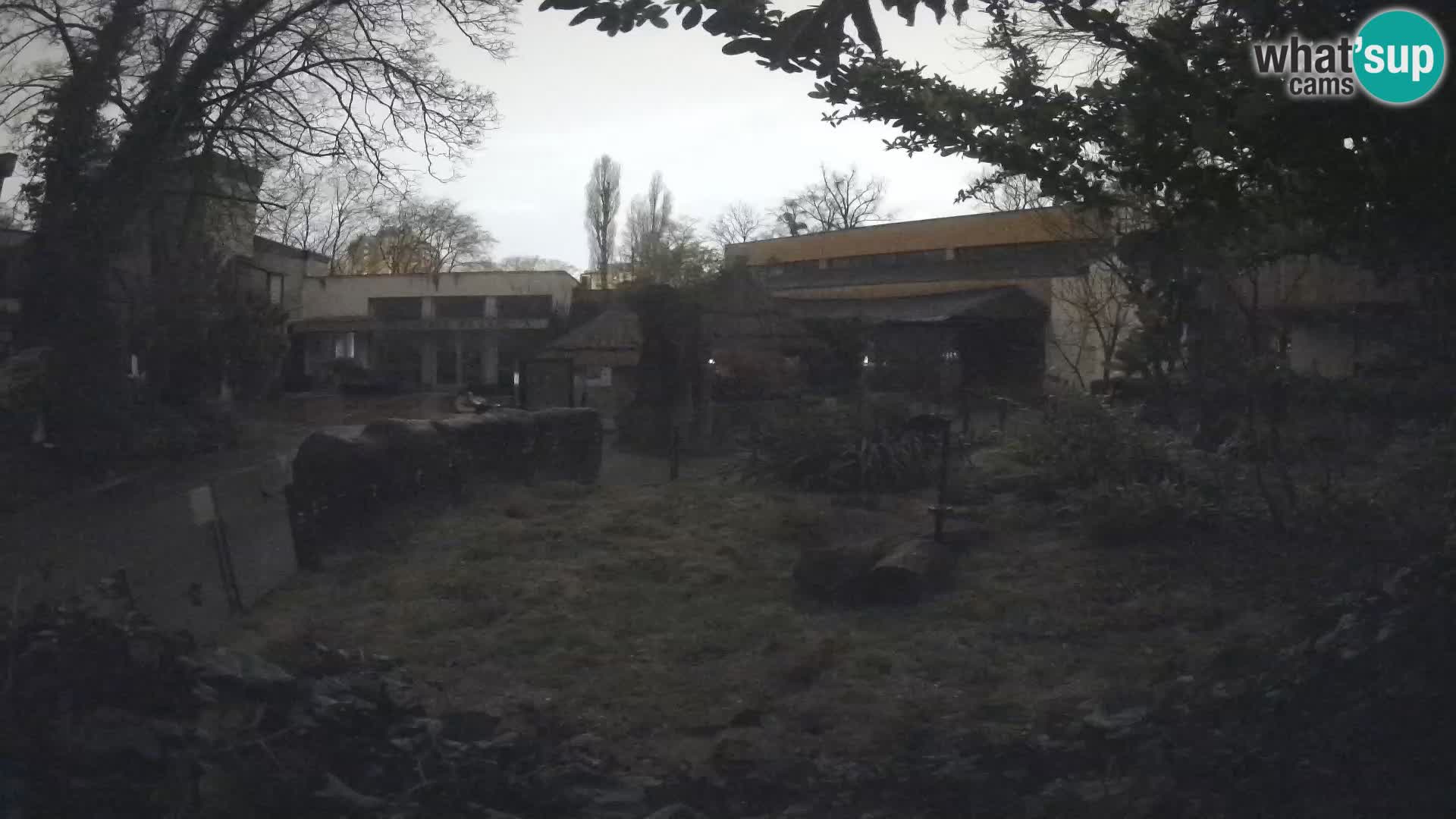 Zoo Zagreb – Suricate