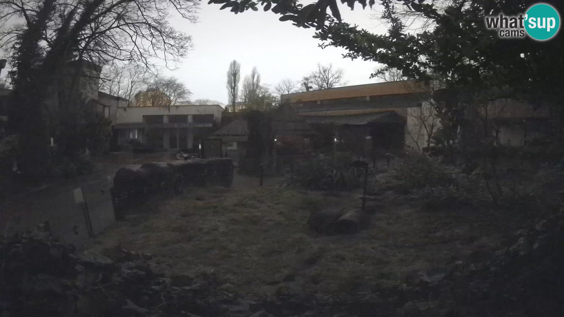 Zoo Zagreb – Suricate