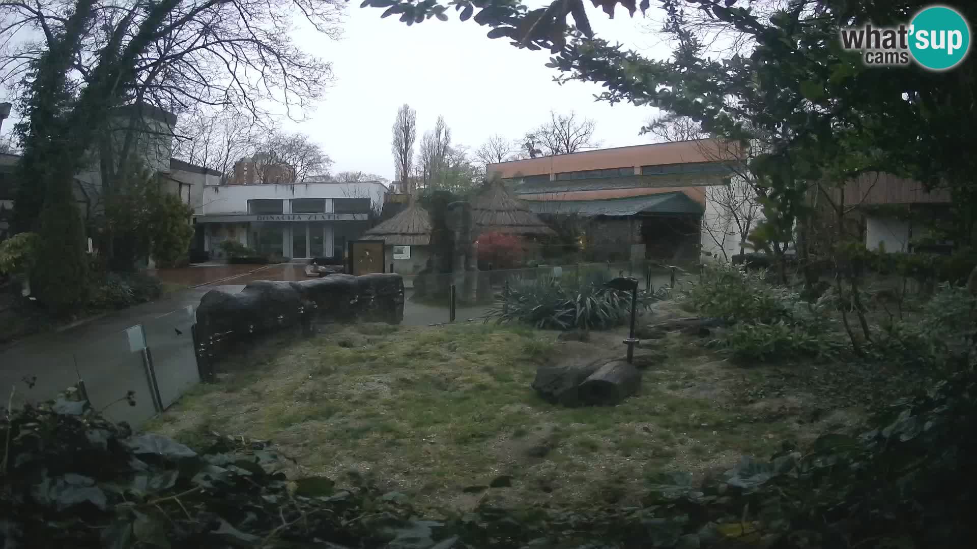 Zoo Zagreb – Suricata