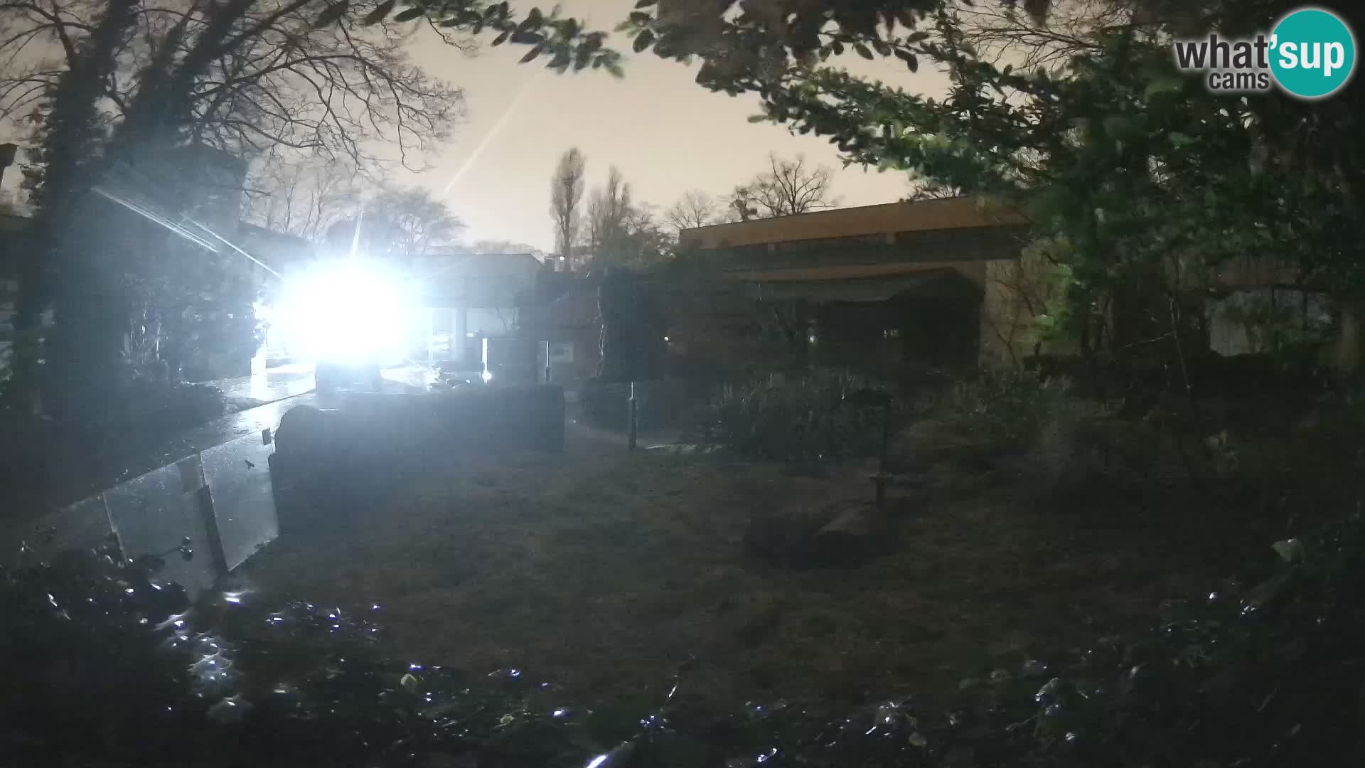 Zoo Zagreb – Suricate