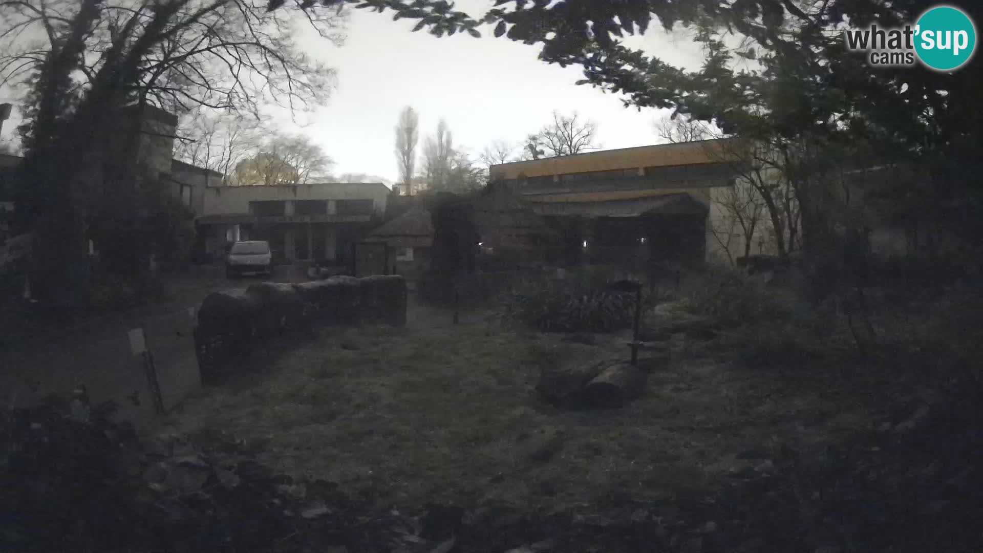 Zoo Zagreb – Suricate