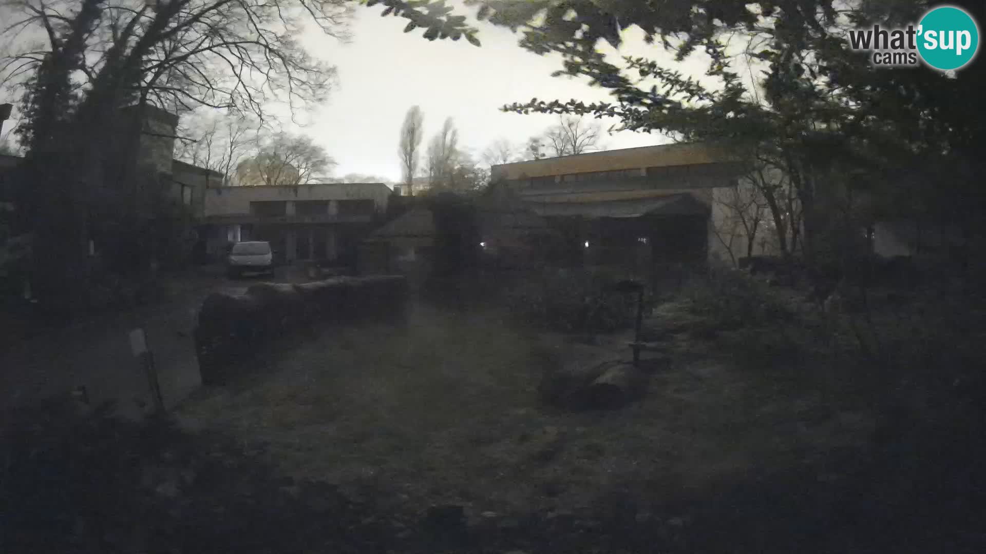 Zoo Zagreb – Suricata