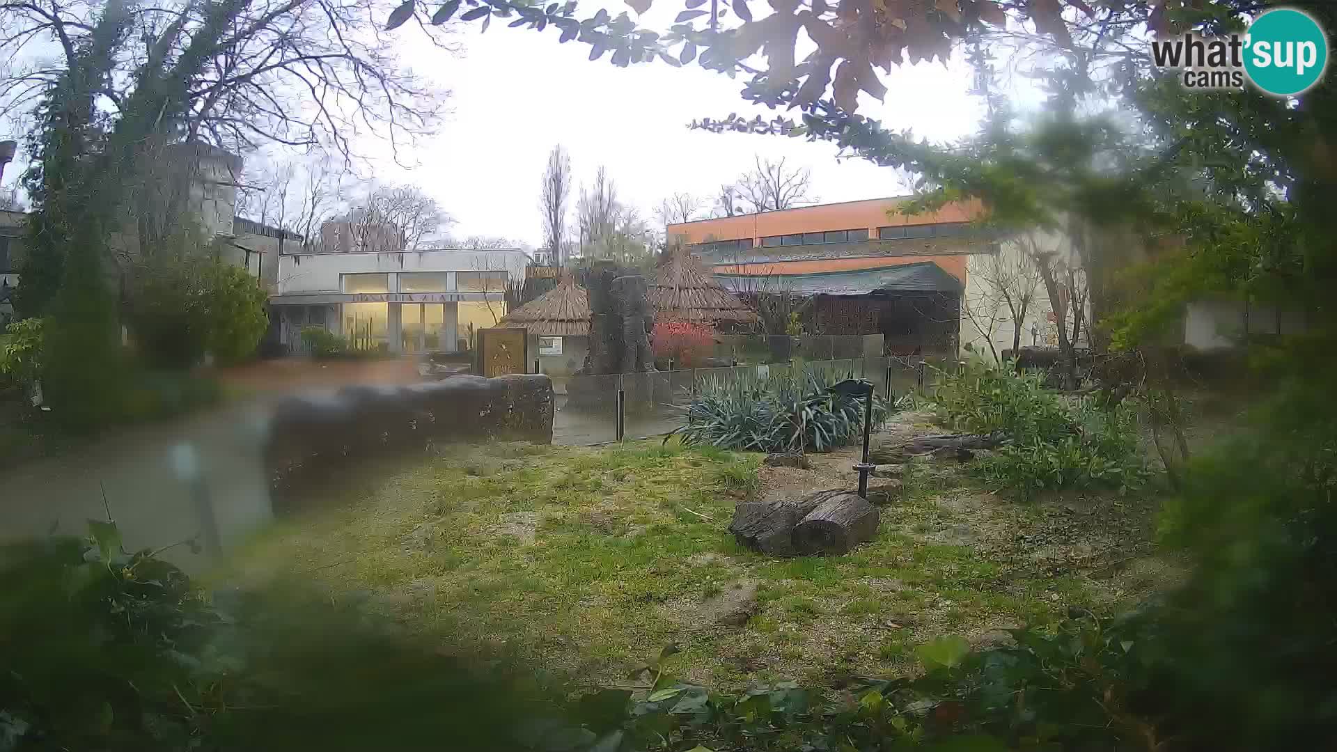 Zoo Zagreb – Suricata