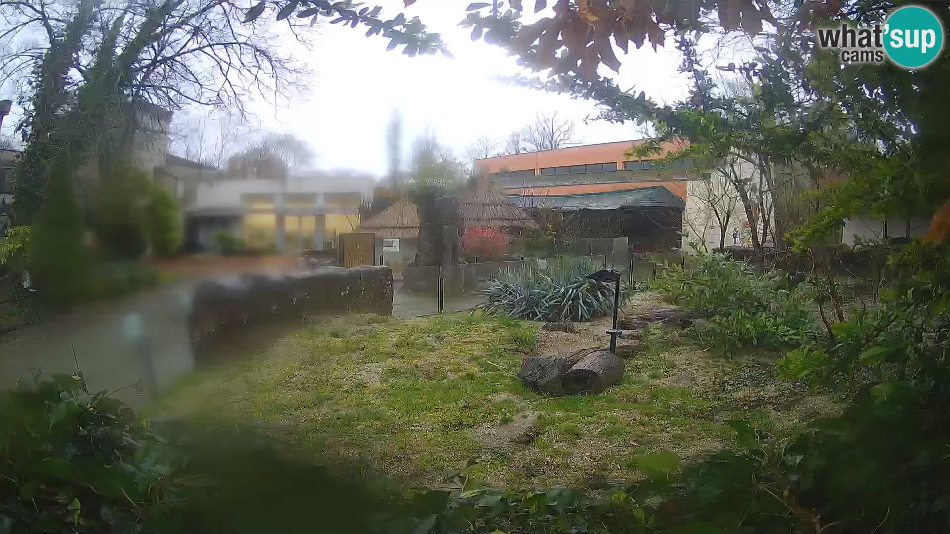 Zoo Zagreb – Suricata