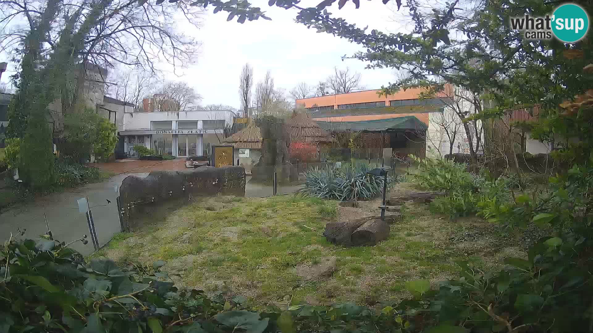 Zoo Zagreb – Suricate