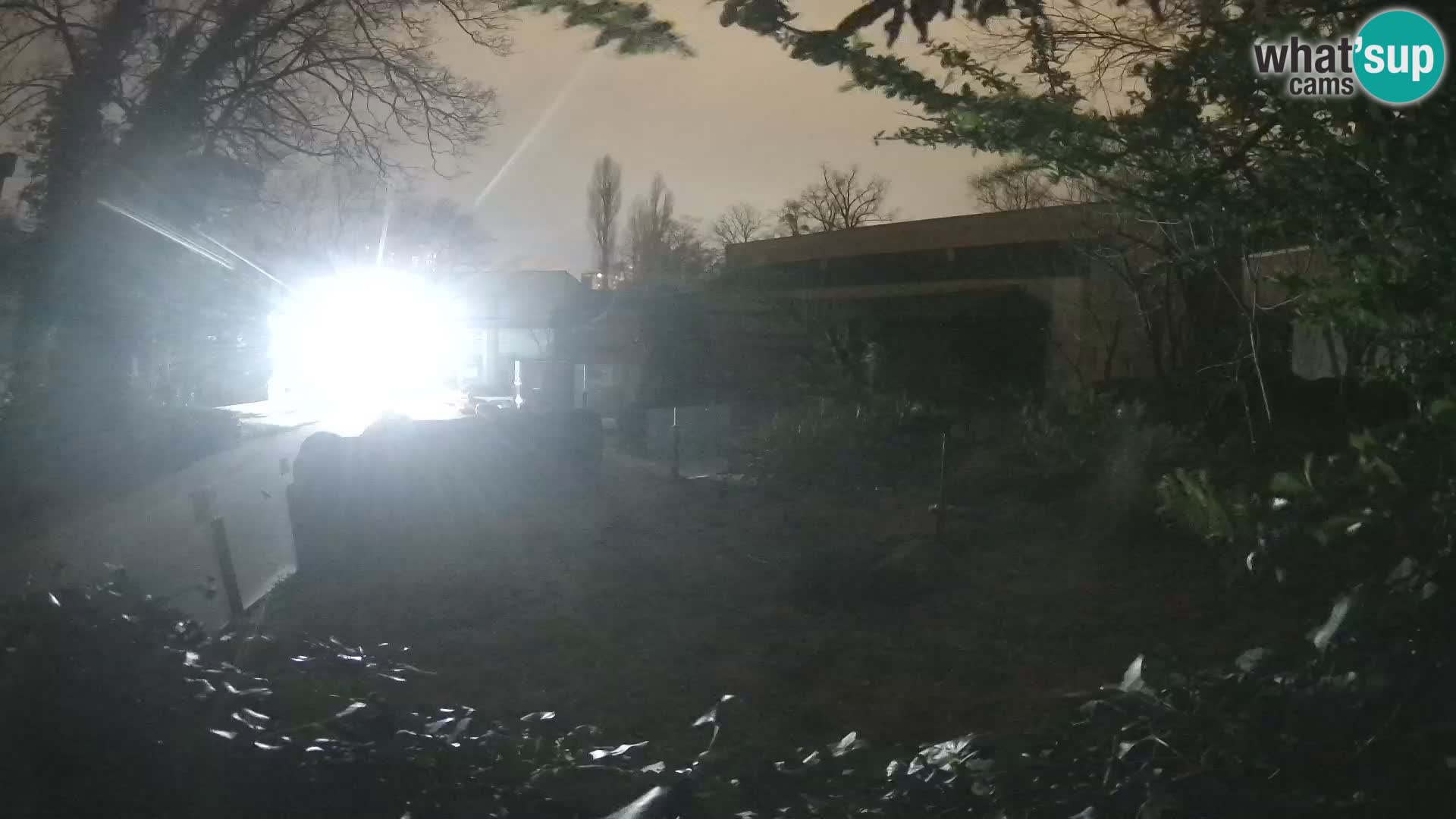 Zoo Zagreb – Meerkat (Suricate)