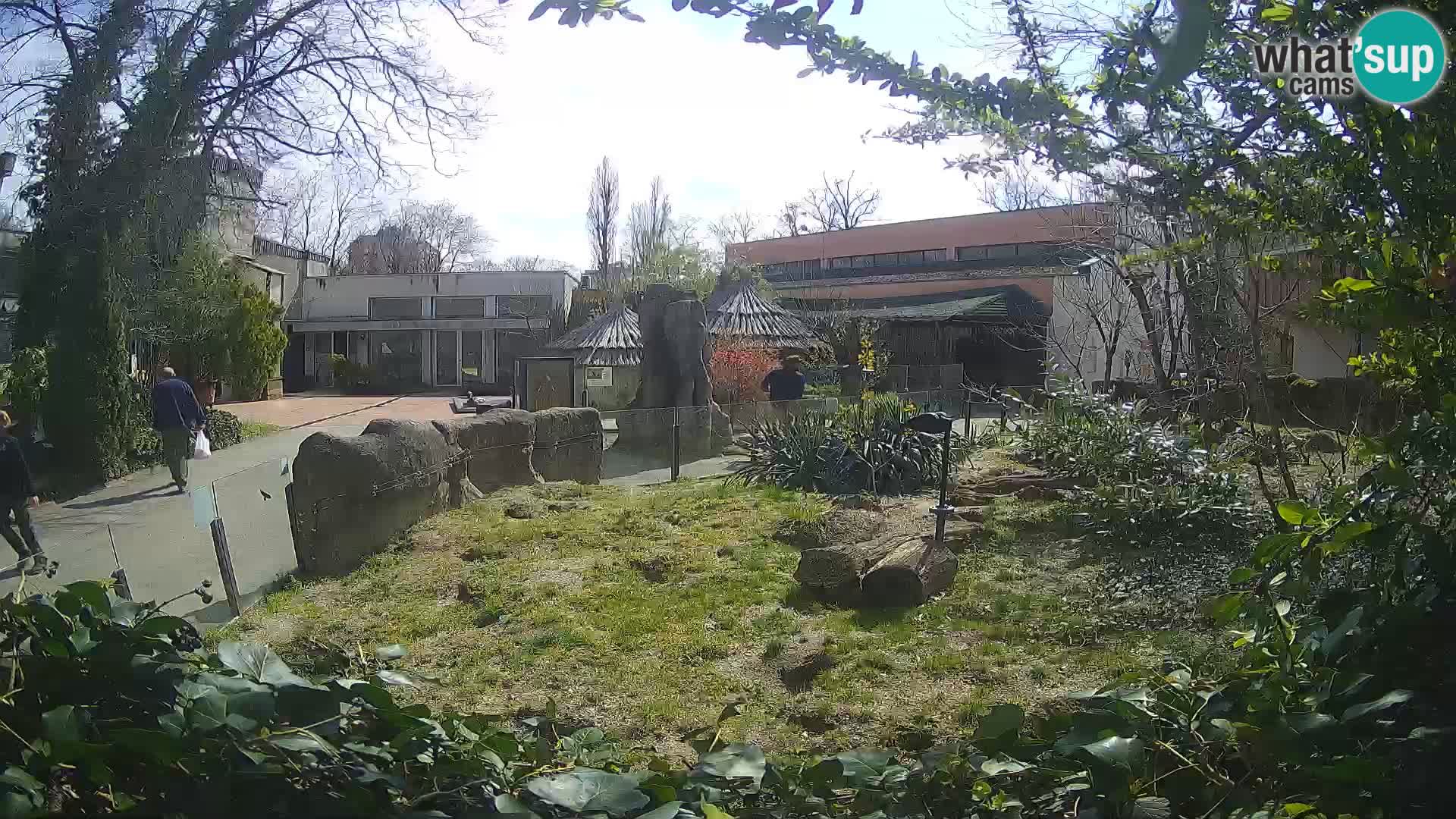 Zoo Zagreb – Suricate