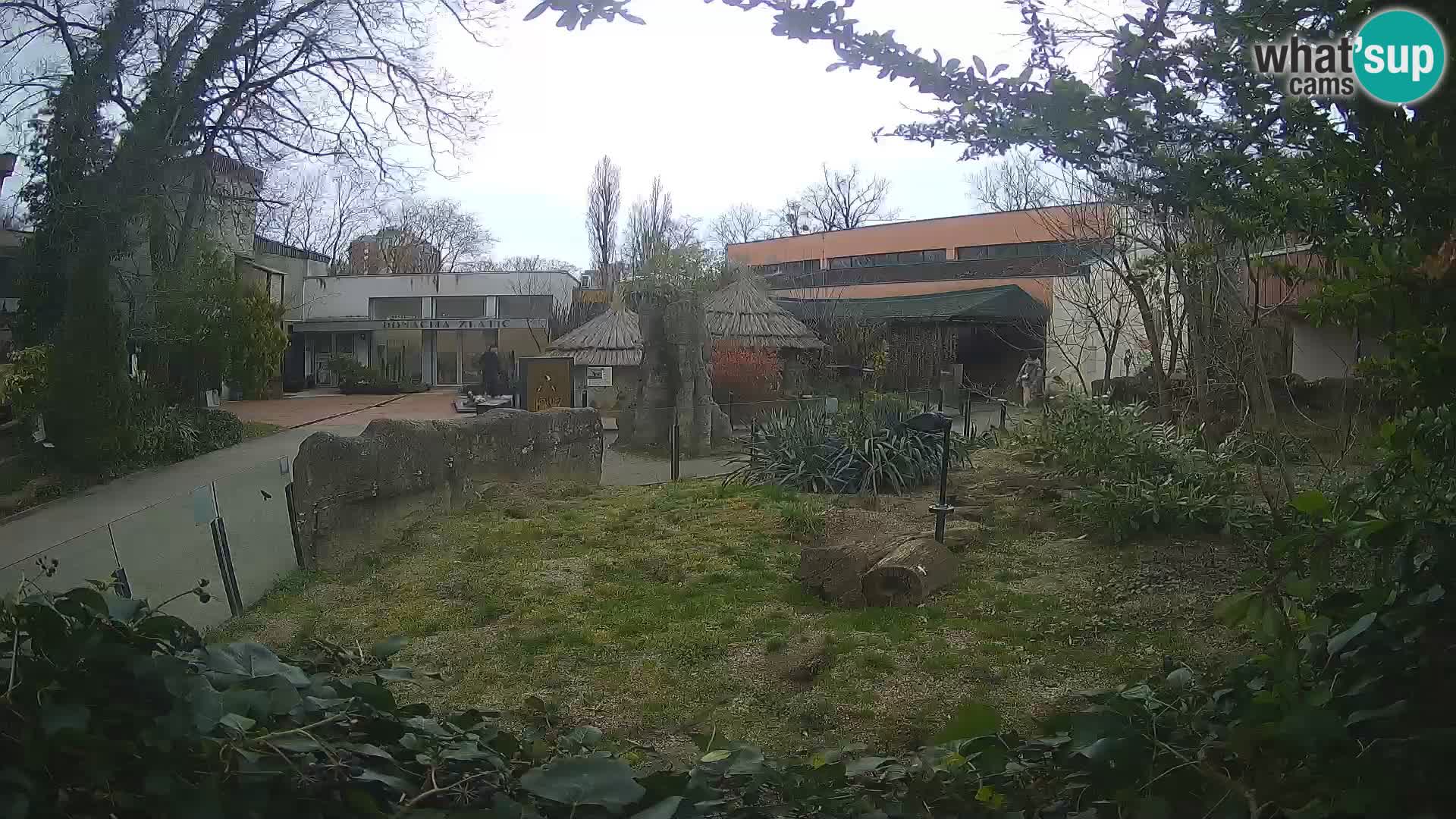 Zoo Zagreb – Suricate