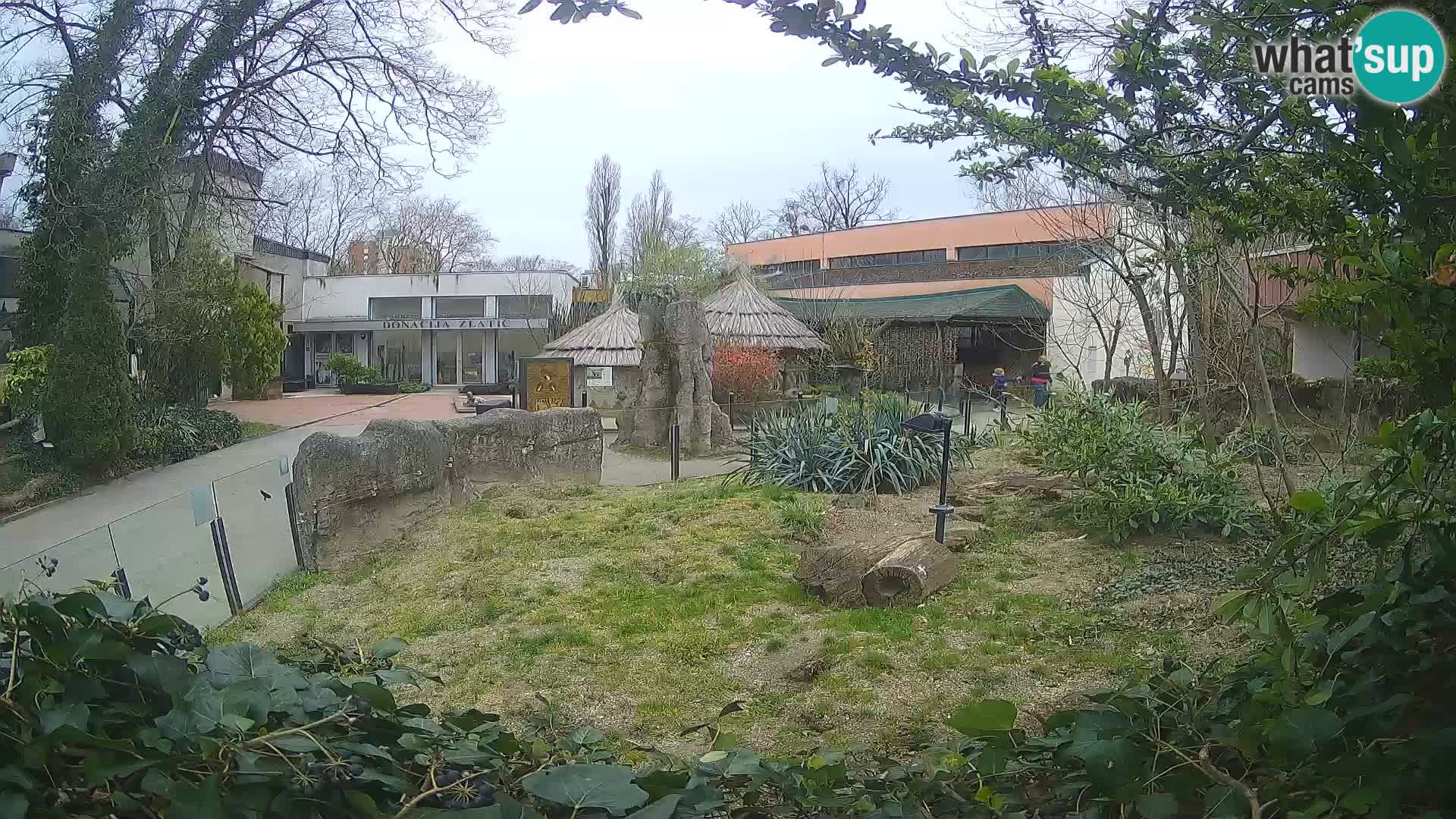 Zoo Zagreb – Suricata