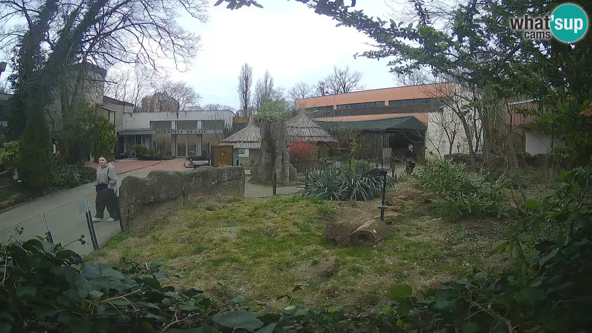 Zoo Zagreb – Suricata