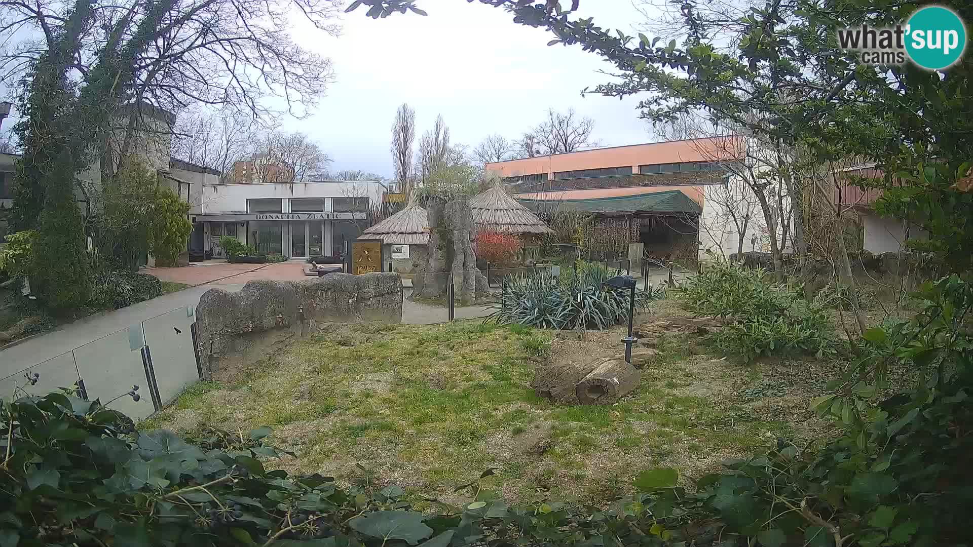 Zoo Zagreb – Suricate