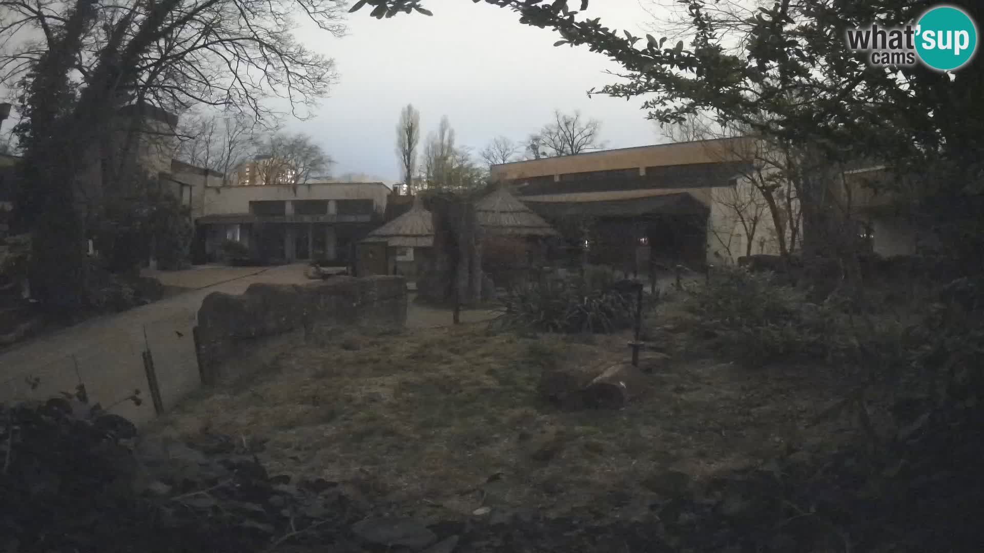 Zoo Zagreb – Suricate