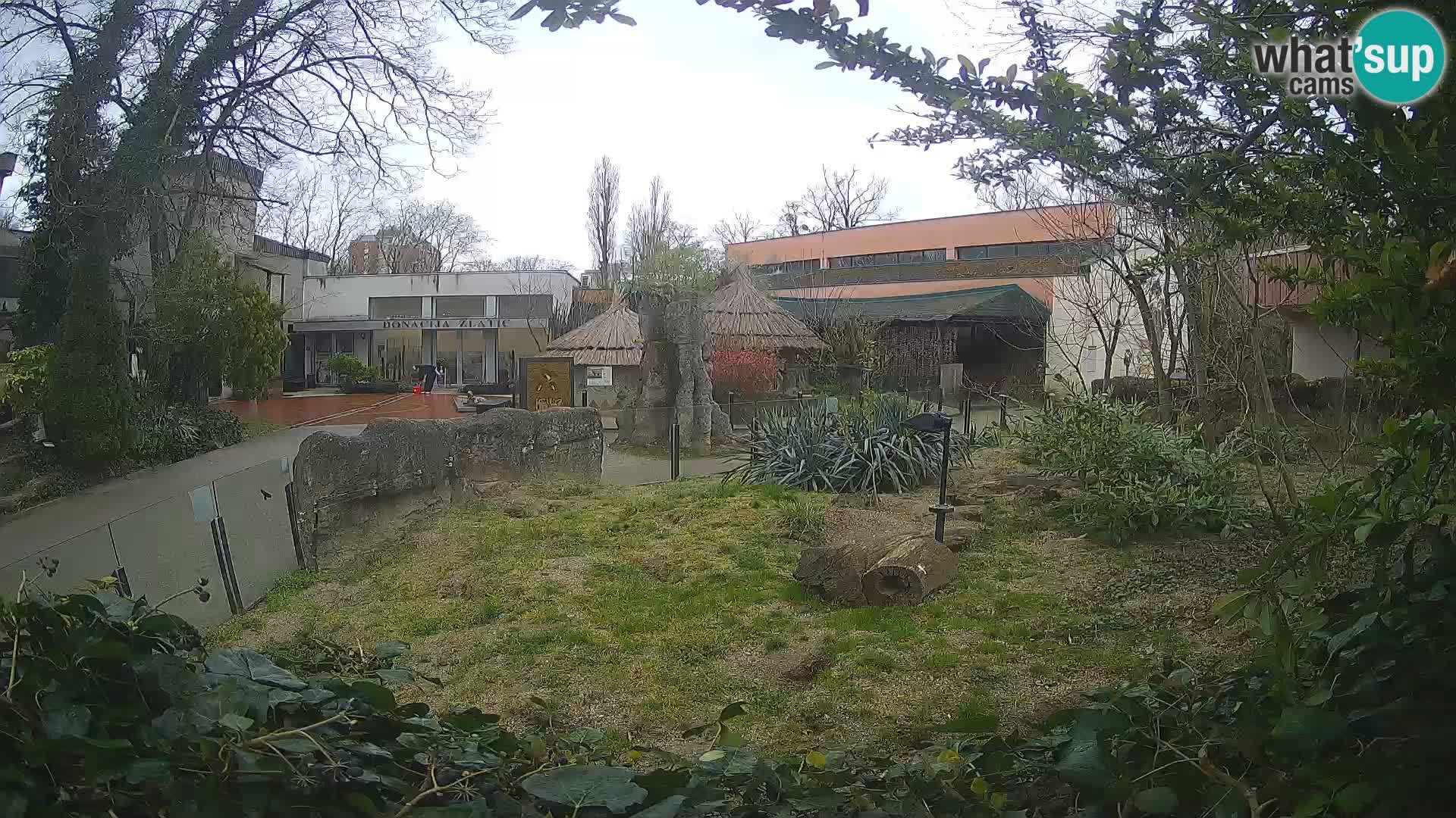 Zoo Zagreb – Merkat