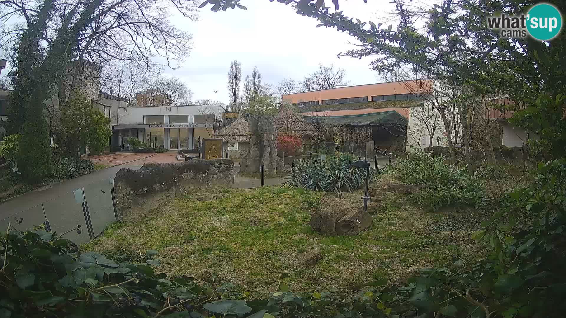 Zoo Zagreb – Merkat