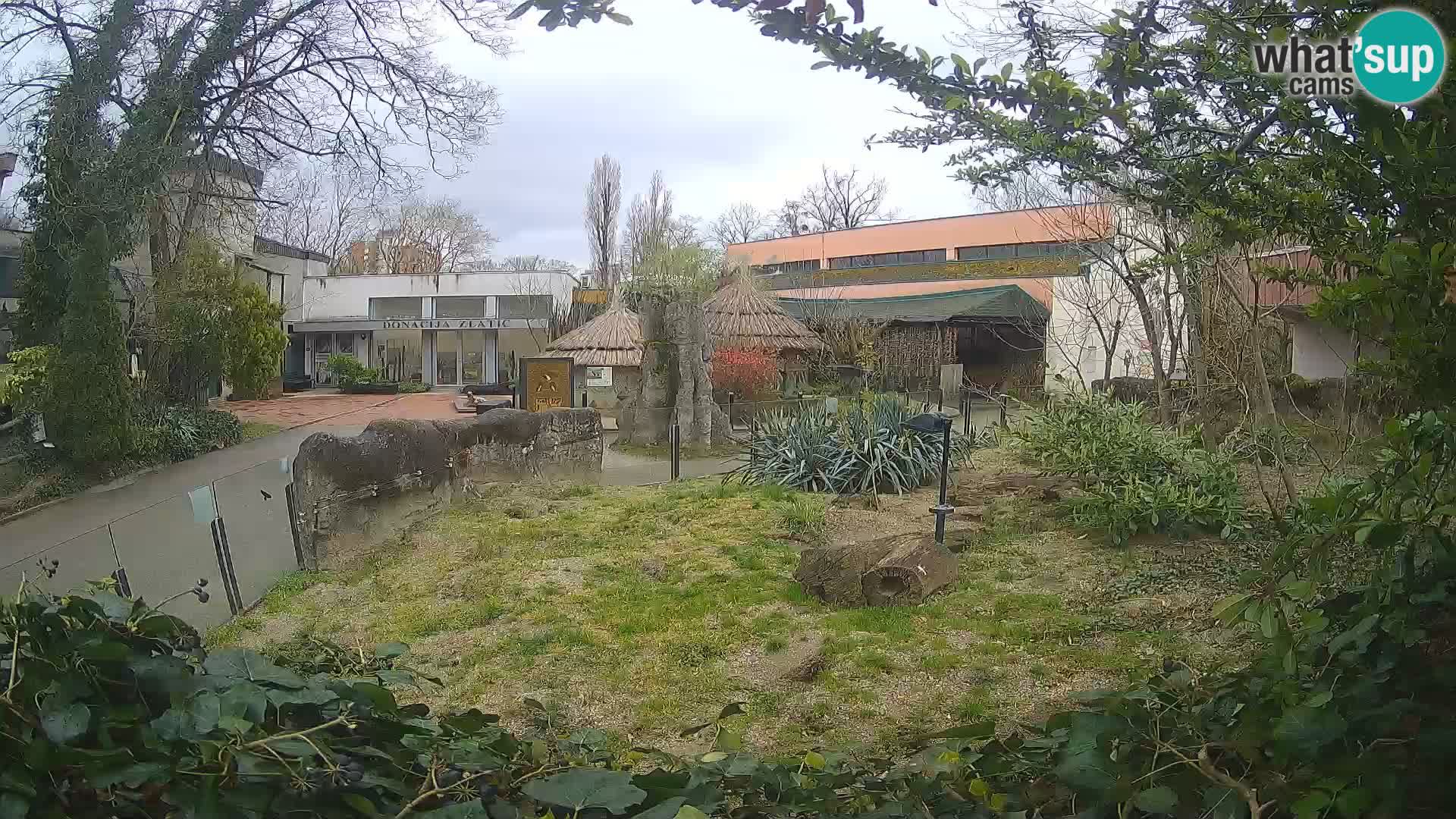 Zoo Zagreb – Merkat