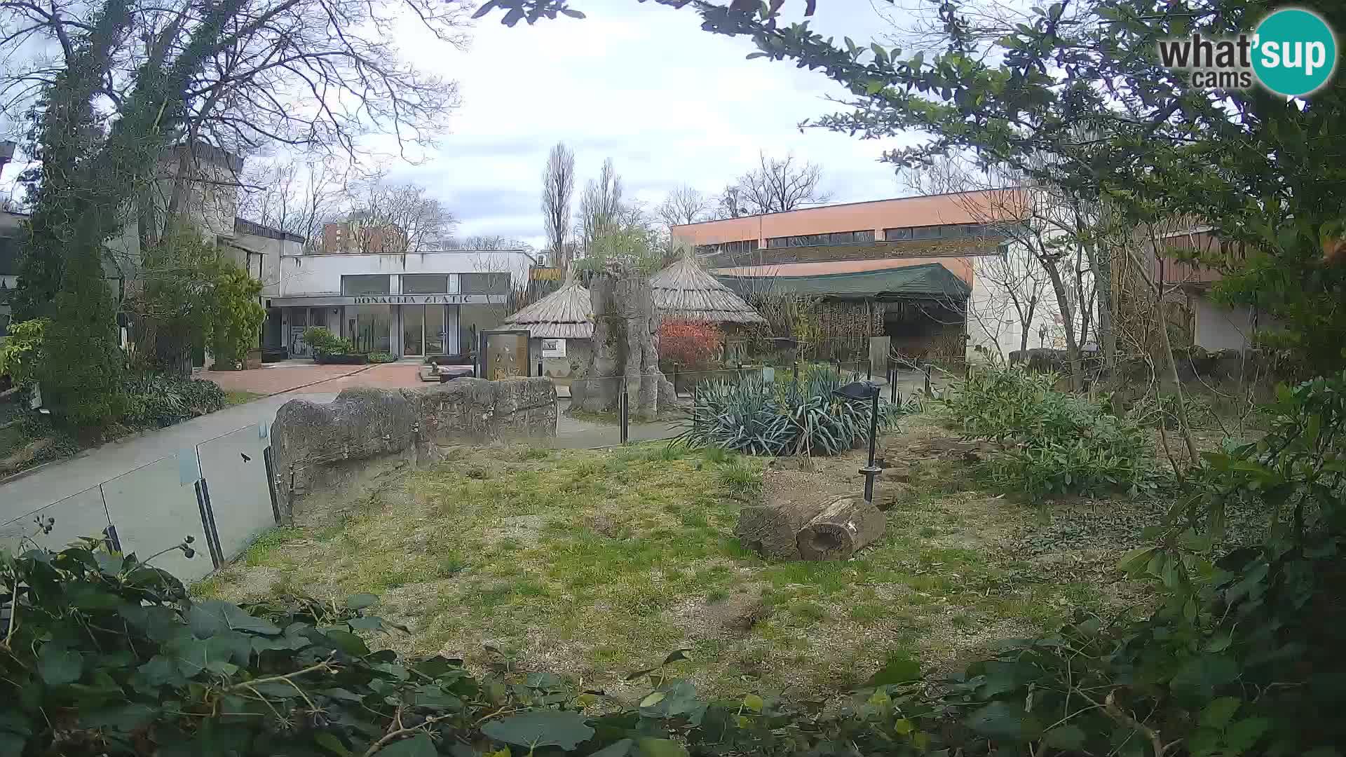 Zoo Zagreb – Suricata