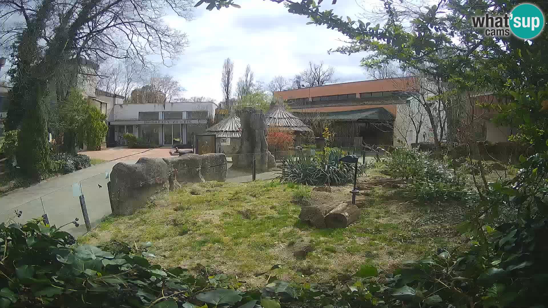 Zoo Zagreb – Suricata