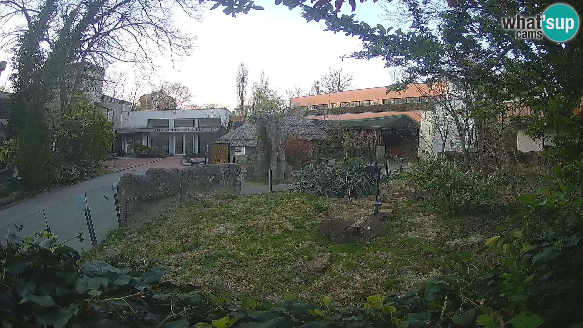 Zoo Zagreb – Meerkat (Suricate)