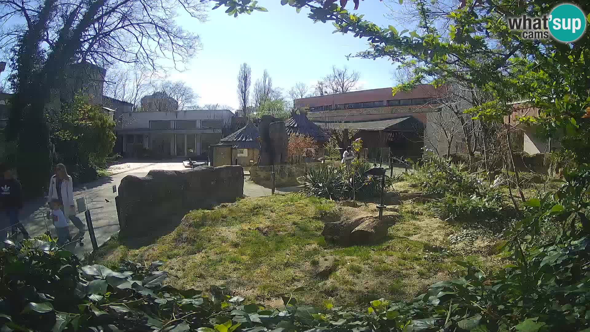 Zoo Zagreb – Suricate