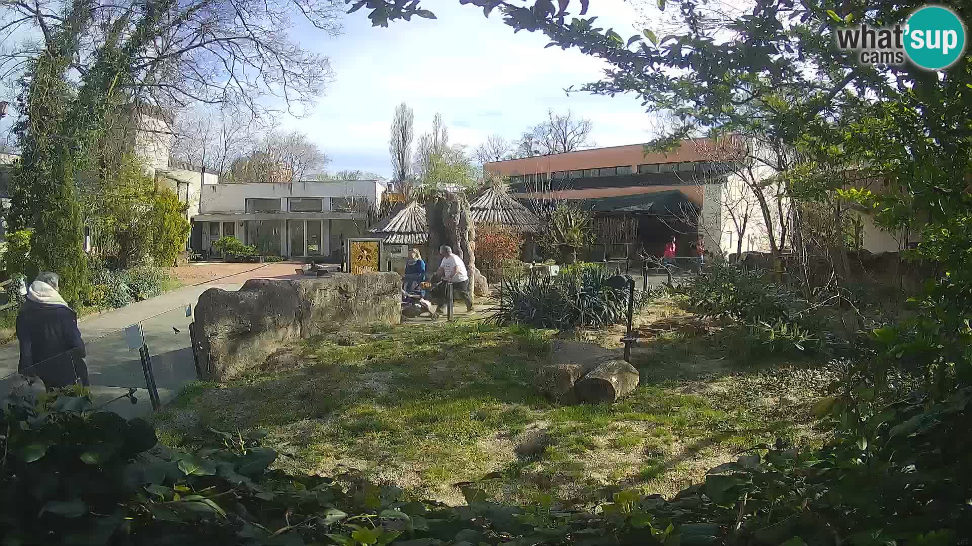 Zoo Zagreb – Suricate