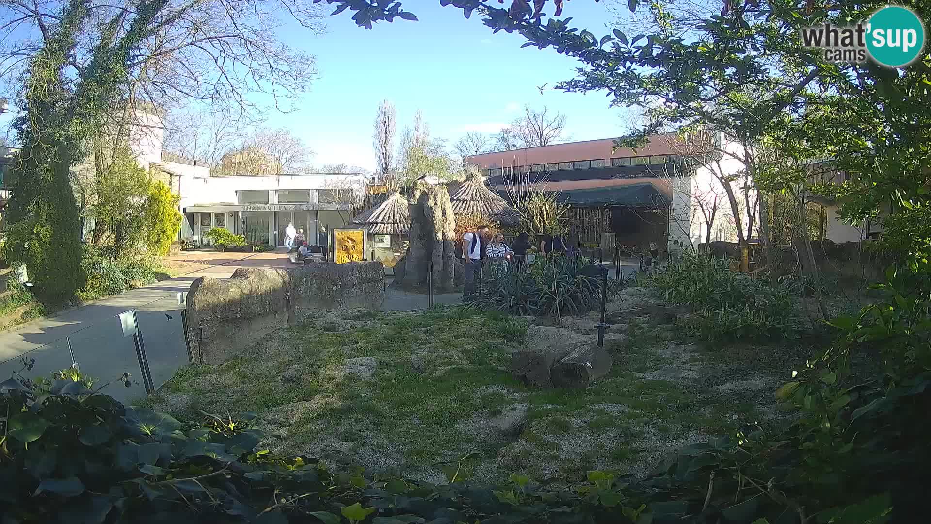 Zoo Zagreb – Suricate