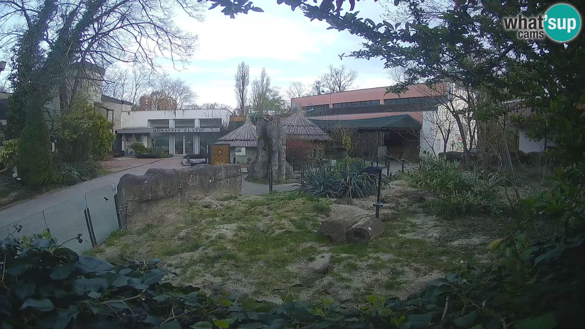 Zoo Zagreb – Suricata